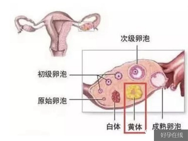 卵巢生理结构示意图