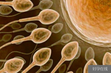 江苏备孕试管婴儿知识_超级精子是什么，精子活力太高也会造成不育？